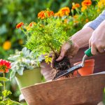 Frau pflanzt eine Blume ein